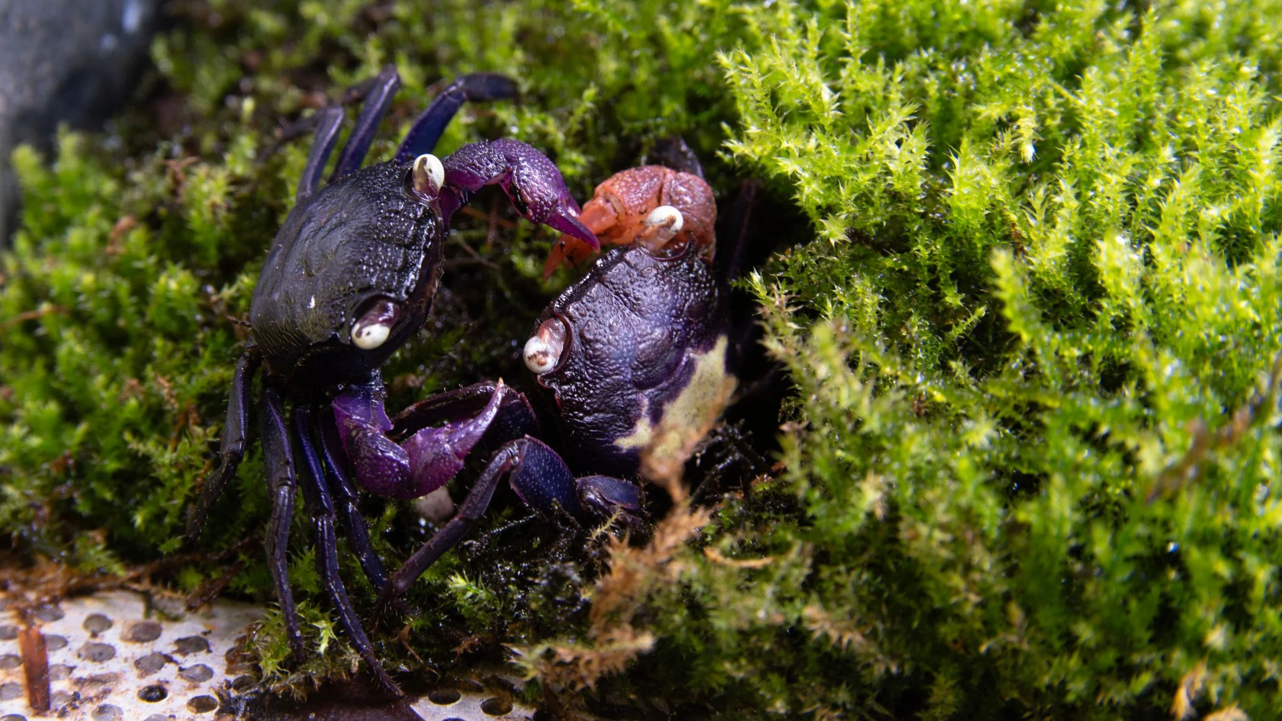 GEOSESARMA DENNERLE (PURPLE VAMPIRE CRAB) — Indoor Ecosystem
